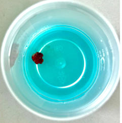 Un plato de color azul

Descripción generada automáticamente con confianza baja